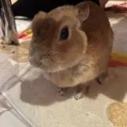 ももの画像