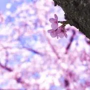 アッキーの画像