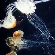 湊