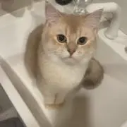 なぎの画像
