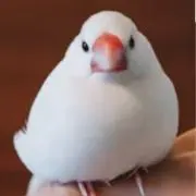 pippiの画像