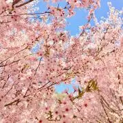 miraiの画像