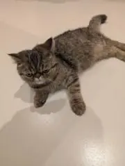 かなぷん