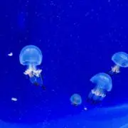 mioの画像