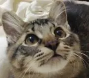 sakuraの画像
