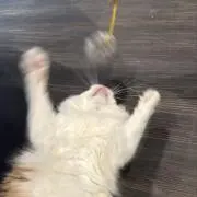 すたんにーの画像
