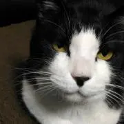 ごろうねこの画像