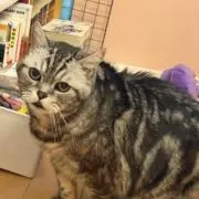 きのの画像