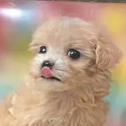 あい☘️の画像