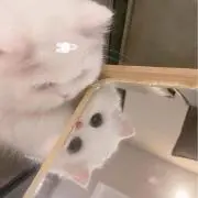 にゃの画像
