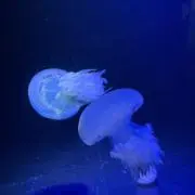 ひまるの画像
