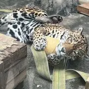 みかの画像