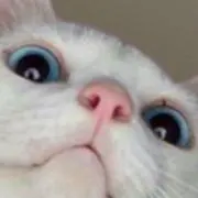 kokoaの画像