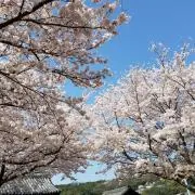 さくらの画像