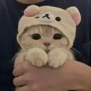 nyanの画像