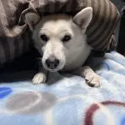 キュウコロの画像