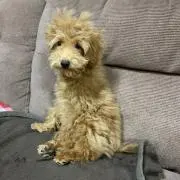 バモスィー