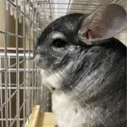 かすみ草