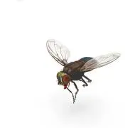 FLY