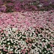 ゆーの画像
