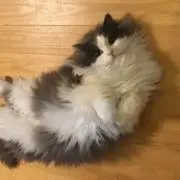 商業bl BLコミック まとめ 新刊 太郎don't escape 婚約破棄 - メルカリ