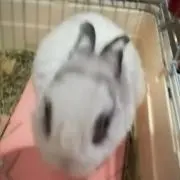 ぎゅうぎゅの画像