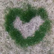 とまとの画像