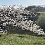みさきの画像