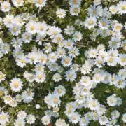 セイ 【プロフ必読】の画像