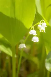 ❁アレリア❁✵プロフ必読✵の画像