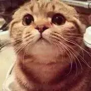 かやのの画像