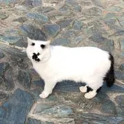 ぽんたの画像