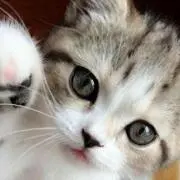 ＊☆ kitty ☆＊の画像