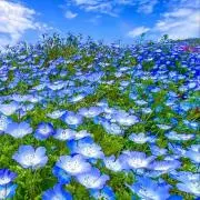 KDの画像