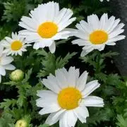 sakuの画像