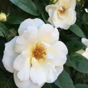 koyuzuの画像