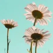 Hana‎⚘⡱の画像