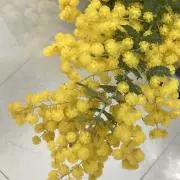 ミトンの画像