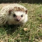 りかちの画像