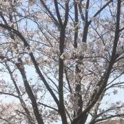 チョコ
