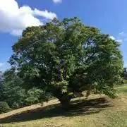 オレンジとまと