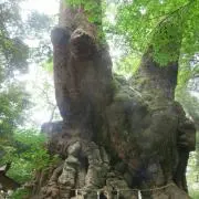 *ERI*の画像