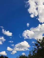 ひまわりの画像