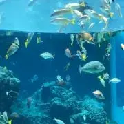 みかはちの画像