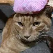 ぷりんの画像