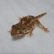 けろきち
