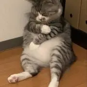 Kuro54の画像