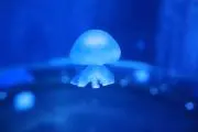 雨月の画像
