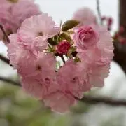 Summer（発送前録画します)の画像