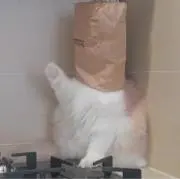 aliceの画像